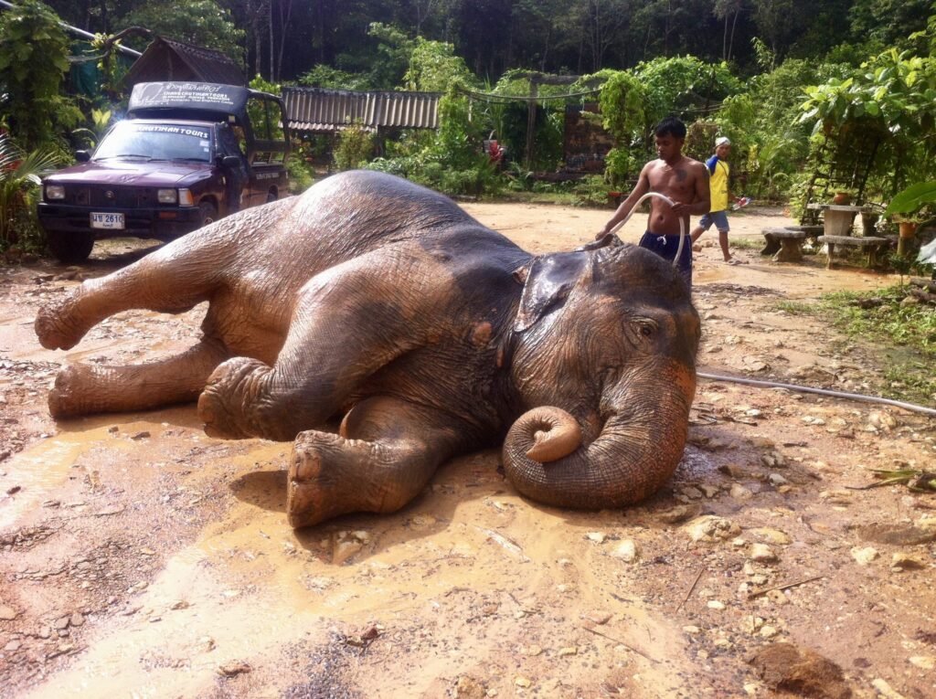 Koh Chang Elefanten